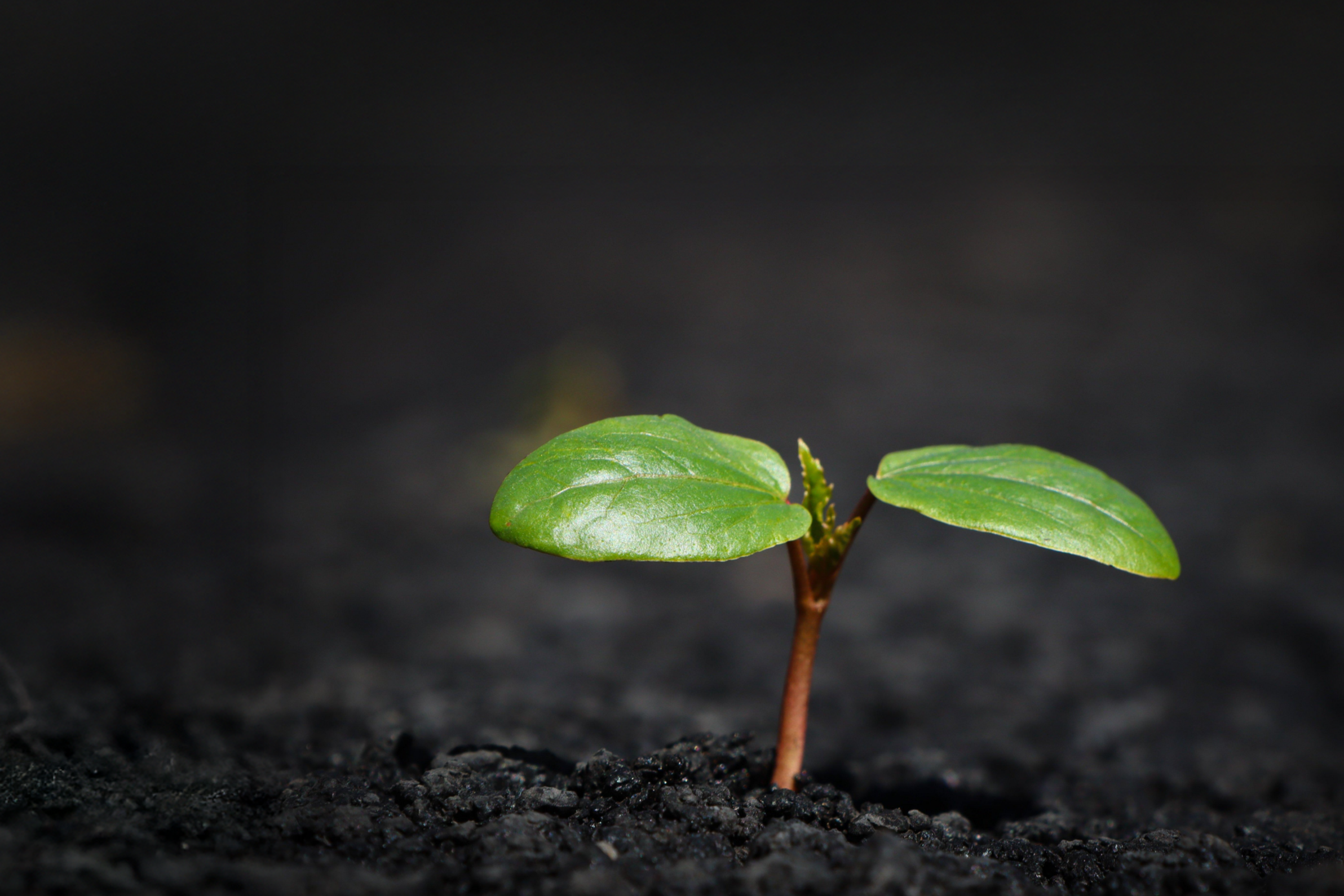 땅에서 자란 새싹, a leaf from the black soil, hair follicles, scalp, hair, 모낭, 두피, 머리카락 성장 원리